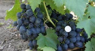 Sphinx grape variety