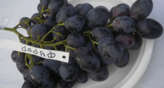 Furor grape variety