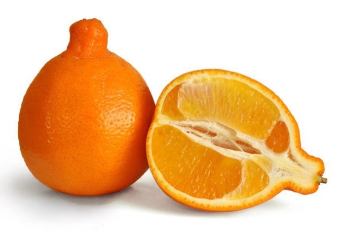 Navel orange