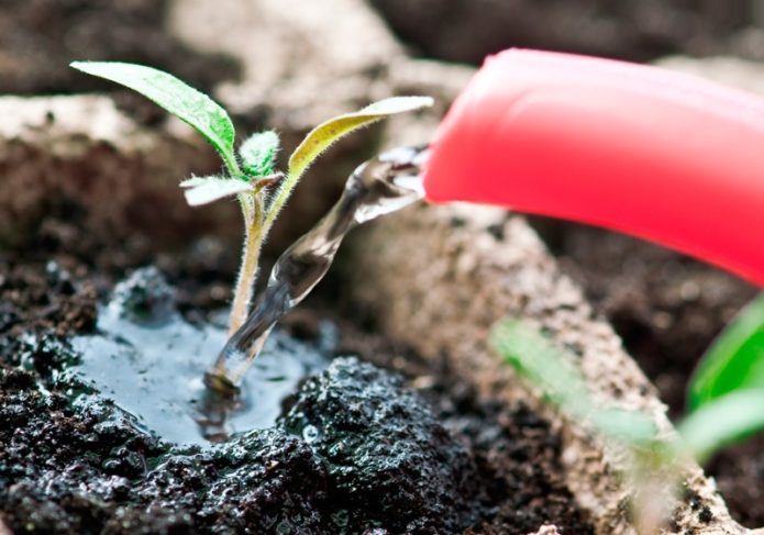 Top dressing of tomato seedlings after picking