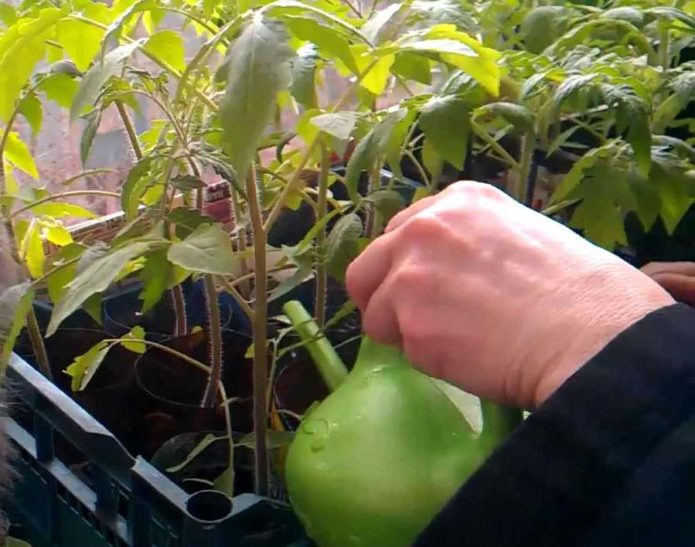 Fertilizing watering before transplanting into the ground