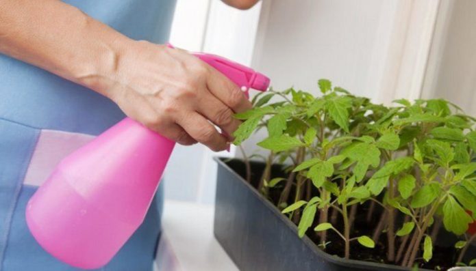 Spraying seedlings