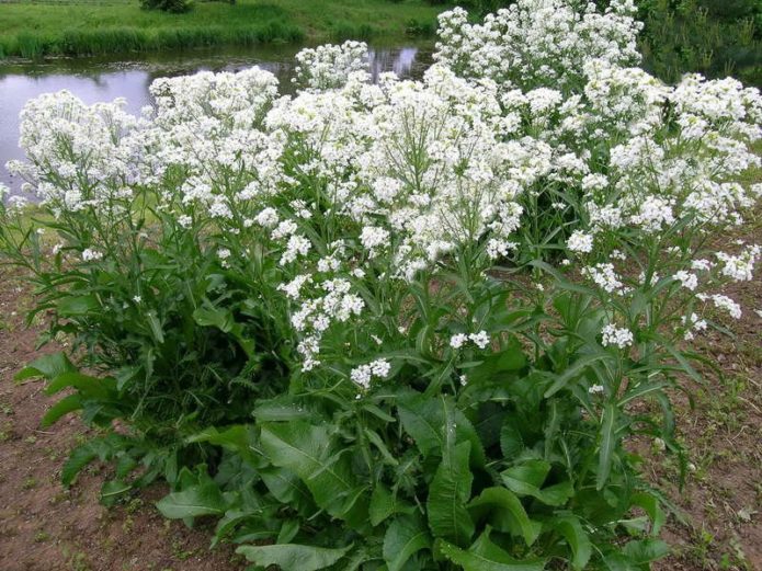 horseradish bloom