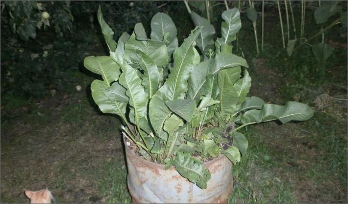 horseradish in a barrel