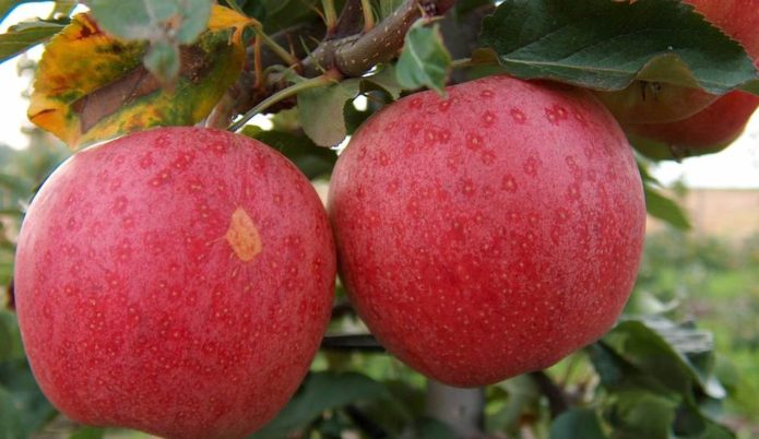 Gala apples