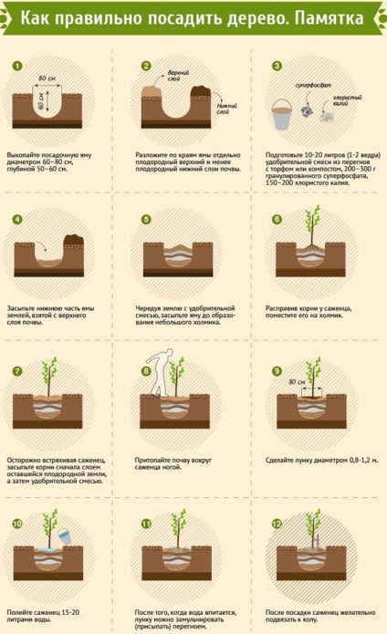 how to plant a tree