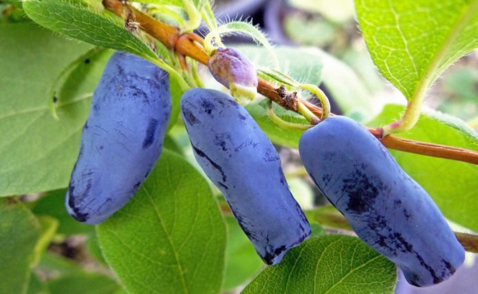 Morena honeysuckle berries