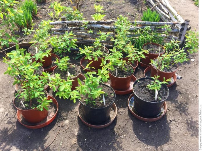 Honeysuckle seedlings