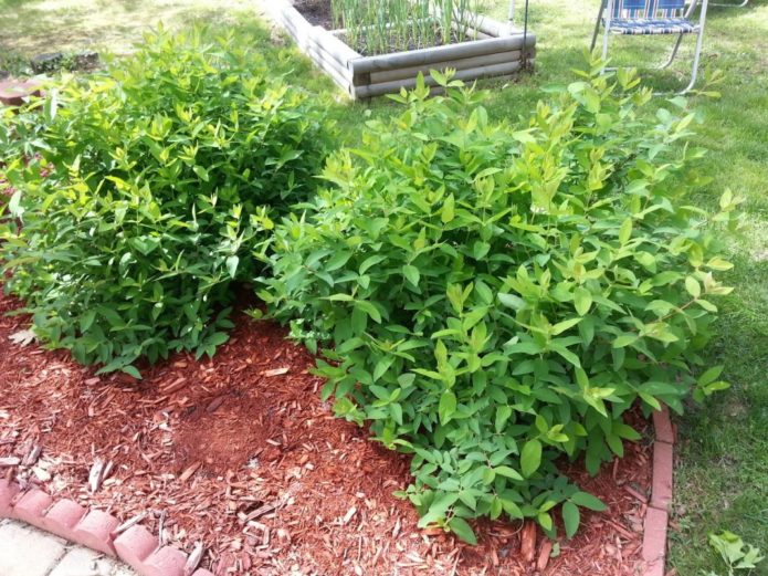 Honeysuckle bushes