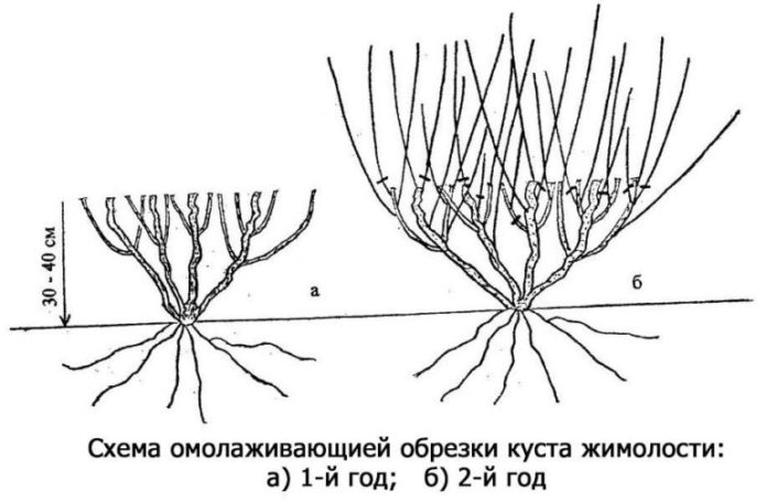 Anti-aging pruning scheme