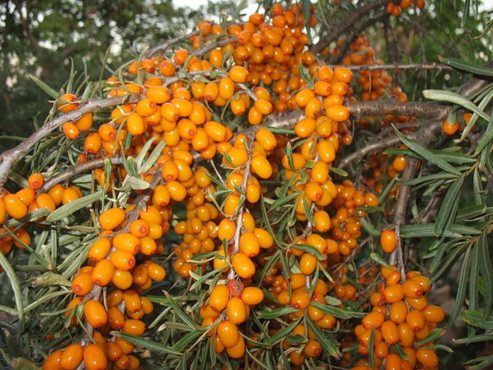 Altai sea buckthorn branch