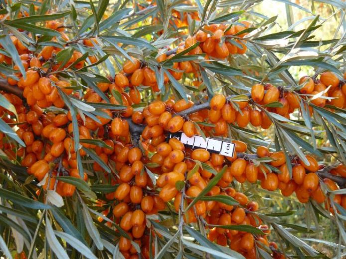 Altai sea buckthorn berries