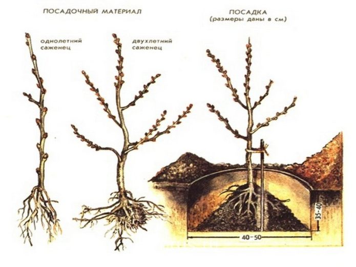 Sea buckthorn planting scheme