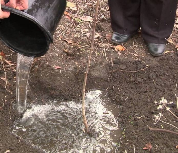 Watering the seedling