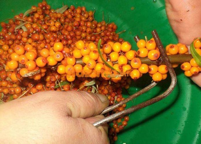 Picking berries