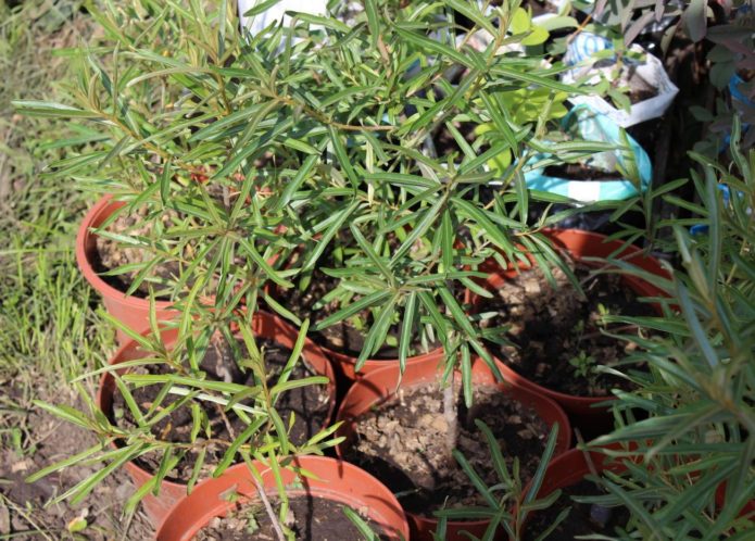 Seedlings in pots