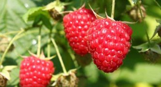 Raspberry variety Ruby Bulgarian