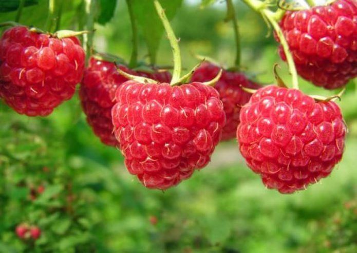 Balsam raspberries