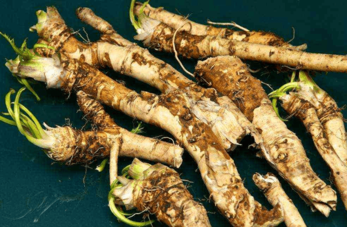 planting horseradish in the spring