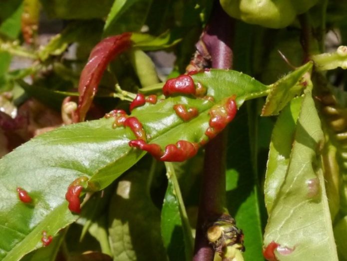 Curl on peach leaves