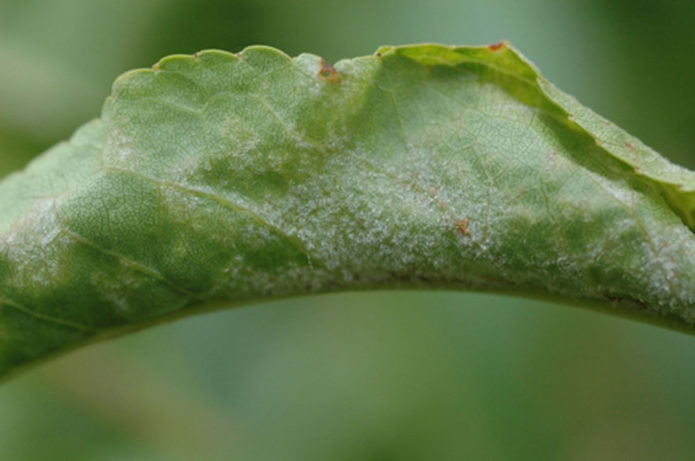 Powdery mildew on a peach leaf