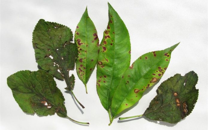 Peach and plum leaves infected with clasterosporium