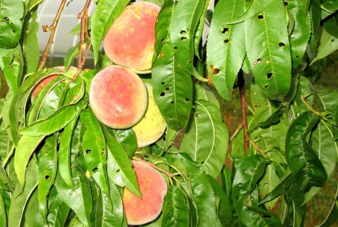 Hole spot on a peach tree