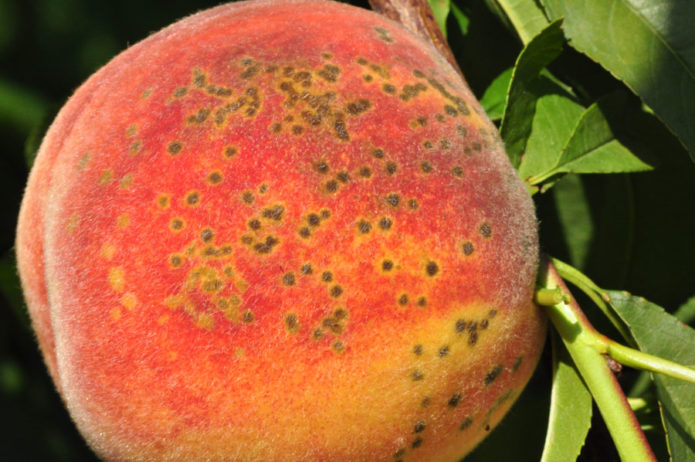 Clasterosporium disease on peach fruit