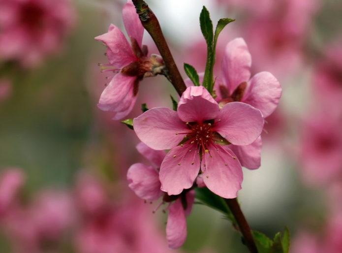 Peach blossom