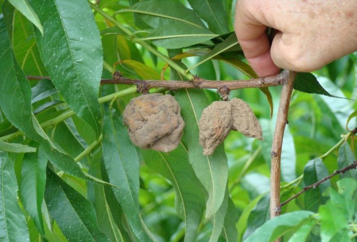 Moniliosis on peach fruits