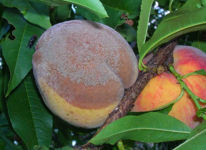 Moniliosis on peach fruit