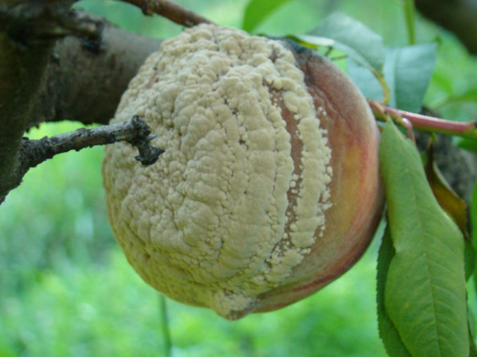 Fruit rot on peach