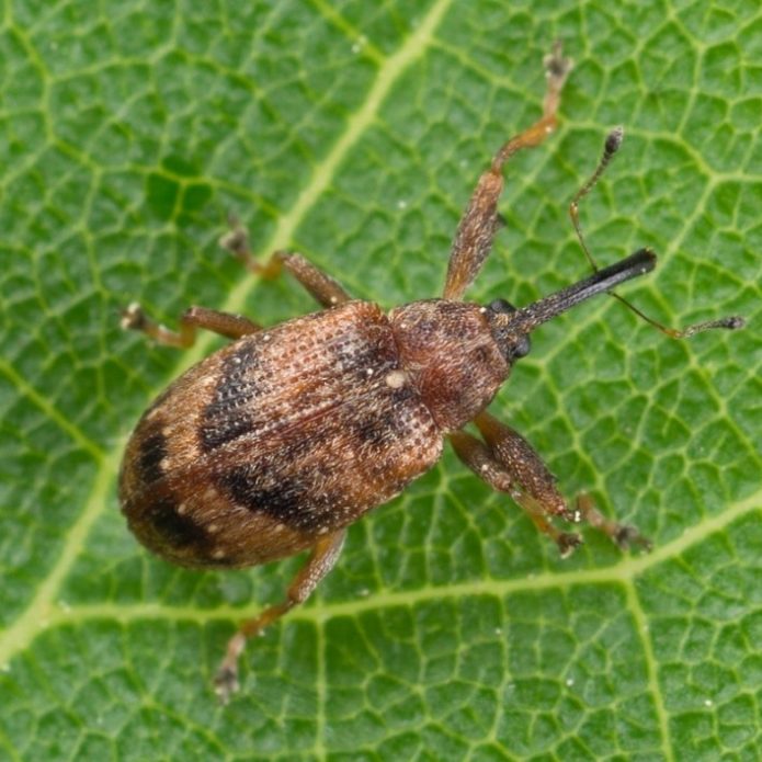 Apple blossom beetle