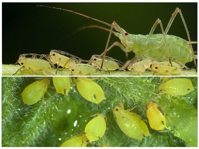 Green peach aphid