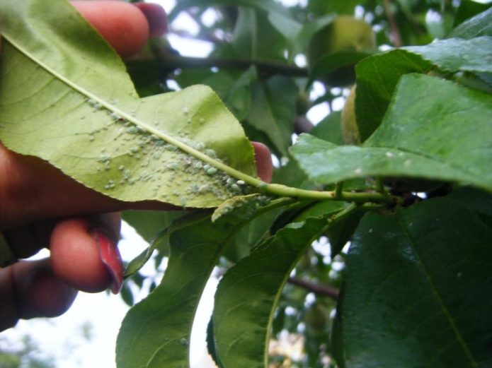 Aphids on a peach leaf