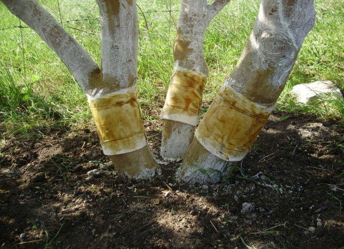 Fishing belts on a tree