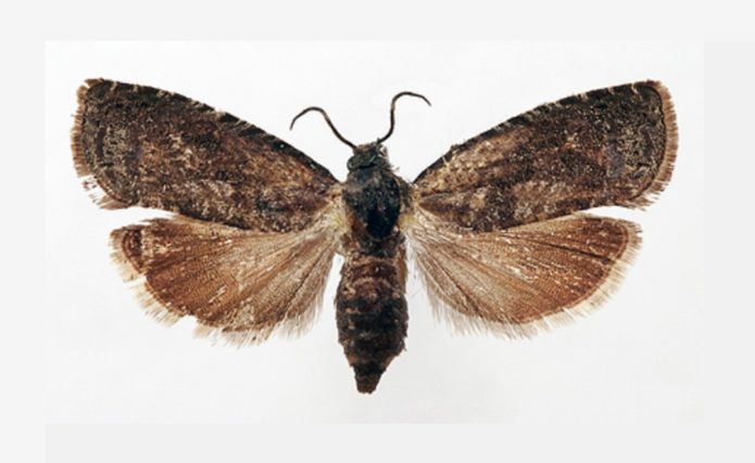 Eastern moth butterfly