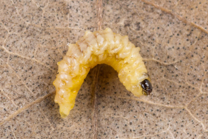 Apple flower beetle larva