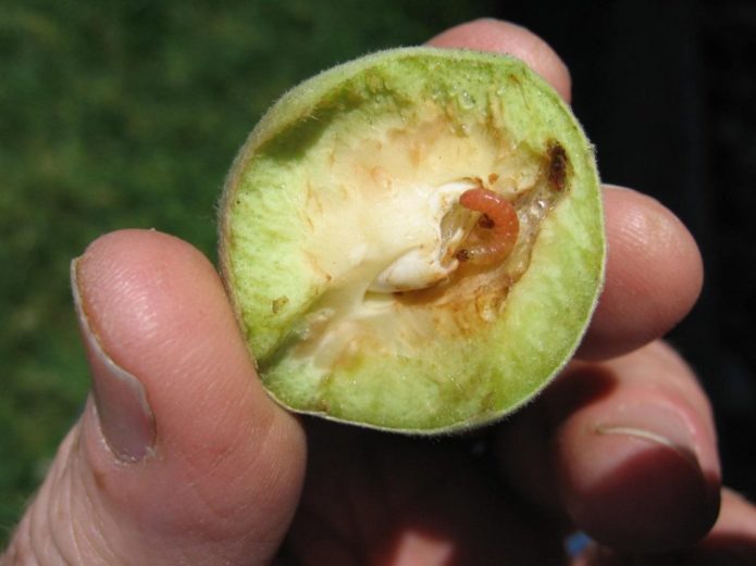 Oriental moth caterpillar in peach fruit