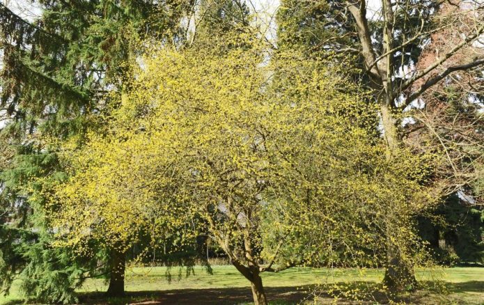 Dogwood tree