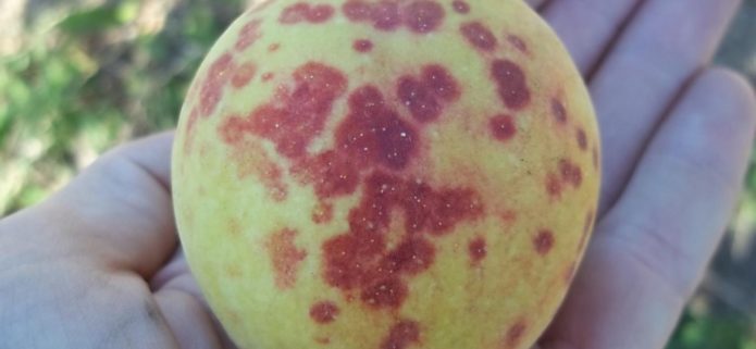 Californian scale insect on a peach fruit