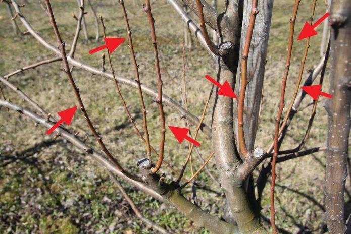 Top shoots on a peach tree