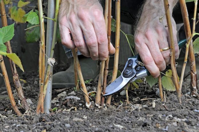 Raspberry pruning