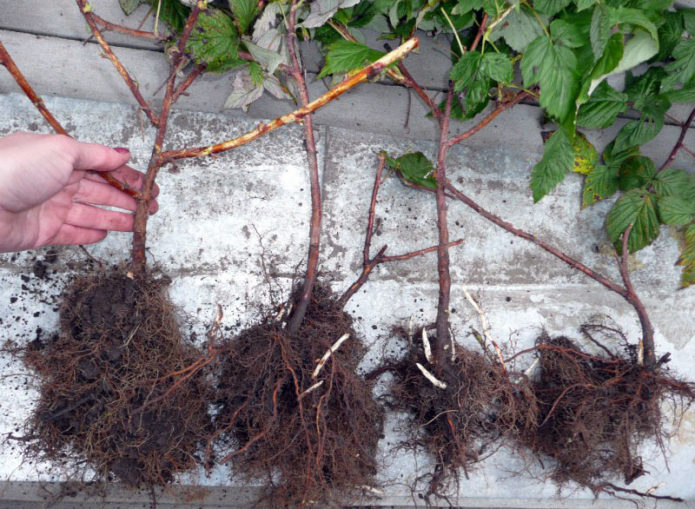 Raspberry seedlings