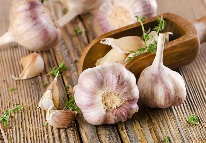 Planting garlic in the fall before winter: the secrets of a bountiful harvest