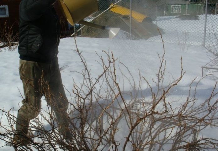 Watering the bush with boiling water