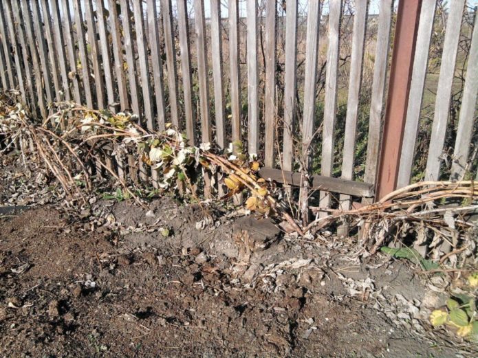 Raspberry prepared for wintering