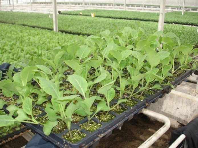 Chopped up seedlings receive more light