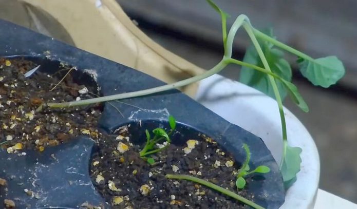 Damaged seedlings