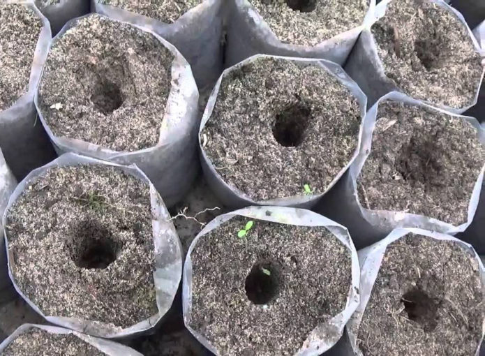 Recesses in the container for planting a seedling